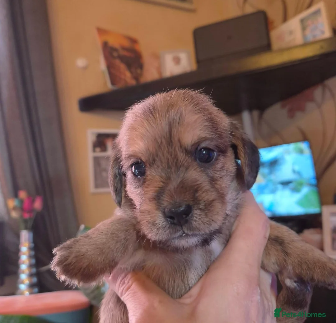 Mixed Breed dogs for sale: Schweenie Breed  in Wakefield - Advert 7