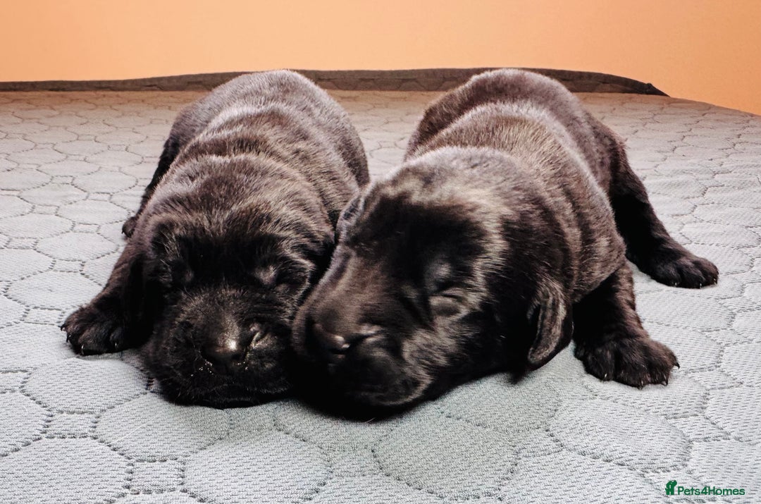 Labrador Retriever dogs for sale: Beautiful Working Black Labradors 🐾🐾 - Advert 3