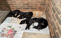 Labrador Retriever dogs for sale: Working Labrador Puppies - 3 boys remaining - Image 5
