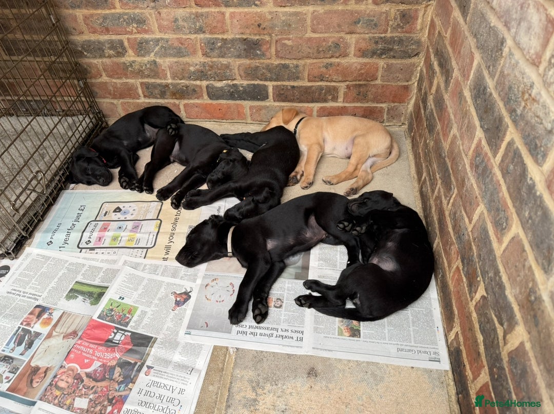 Labrador Retriever dogs for sale: Working Labrador Puppies - 3 boys remaining - Image 5