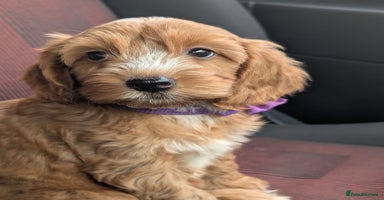 Cockapoo dogs - Advert 10