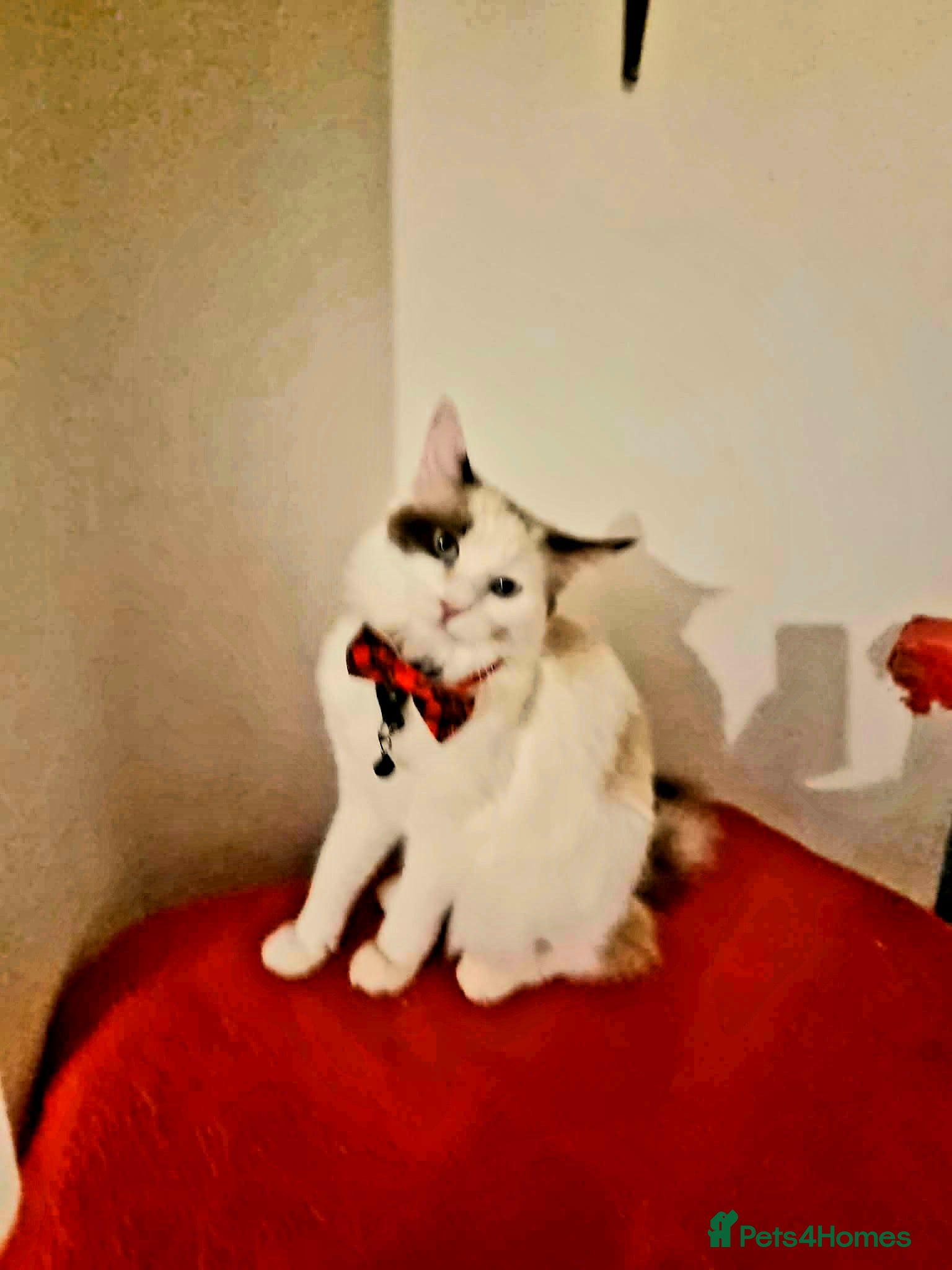 Ragdoll cats Ragdoll girls  - Advert 7