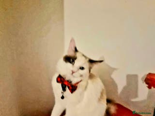 Ragdoll cats Ragdoll girls - Advert 18