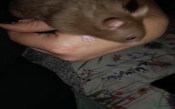 Hamster rodents for sale: 6months old friendly male hamster "billy" - Image 1