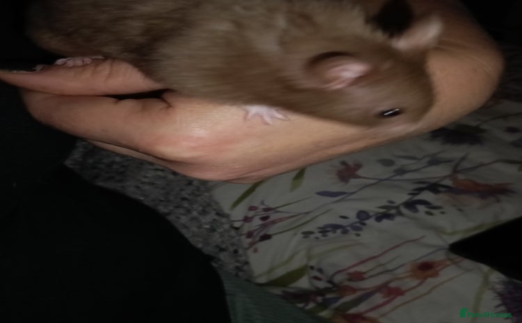 Hamster rodents - Advert 1