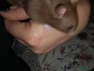 Hamster rodents - Advert 1