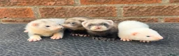 Ferret rodents for sale: Ferret kits  in Hull - Advert 2