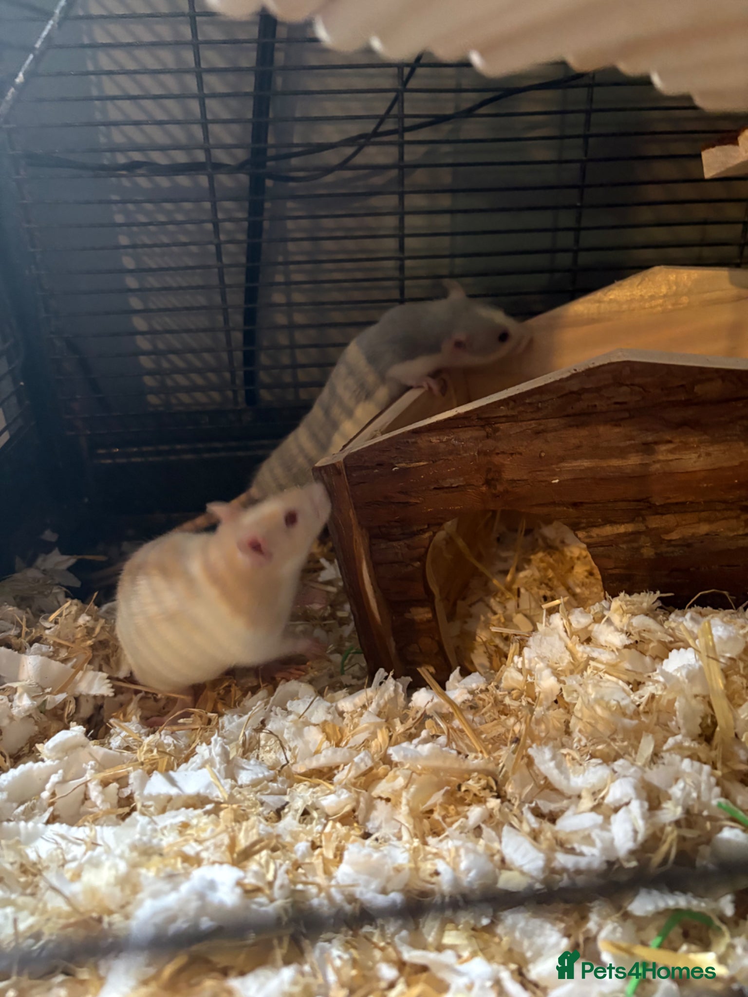 Rat rodents Two female rats and complete set up  - Advert 1