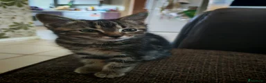Tabby Shorthair 2 (brown paws) 