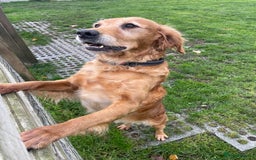 Golden Retriever dogs for sale: KC REG girl via POLICE trained dog behaviourist  - Image 6