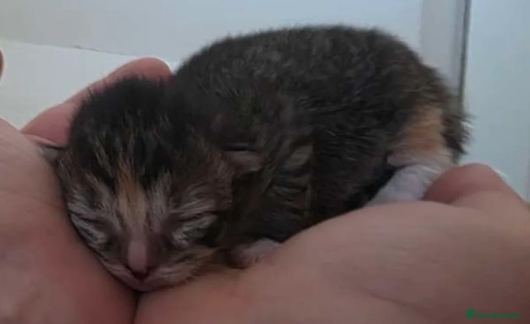 Mixed Breed cats for sale: 5 beautiful kittens for sale - Advert 2