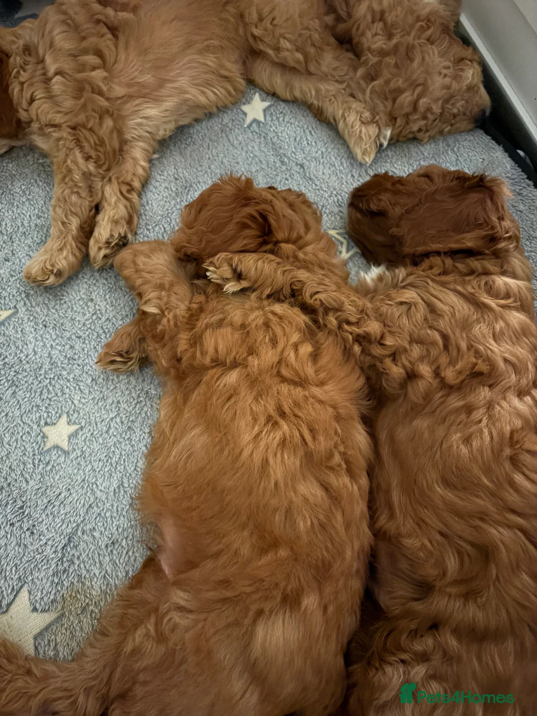 Mixed Breed dogs for sale: Cockerpoo x jackerpoo puppies - Advert 3