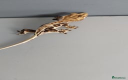 Gecko reptiles for sale: Gecko need gone ASAP  - Image 4