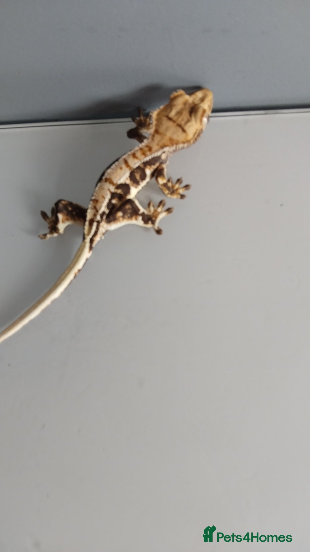 Gecko reptiles for sale: Gecko need gone ASAP  - Image 4