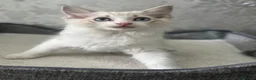 Ragdoll cats for sale: Beautiful Ragdoll Kittens - Advert 23