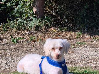 Cockapoo dogs Gorgeous Cockapoo For Sale - Advert 1