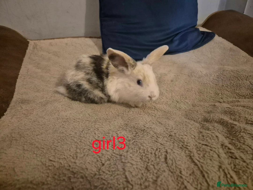 Mixed Breed rabbits for sale: 6 beautiful mini lop/lop rabbits 3 boys 3 girls  - Advert 2
