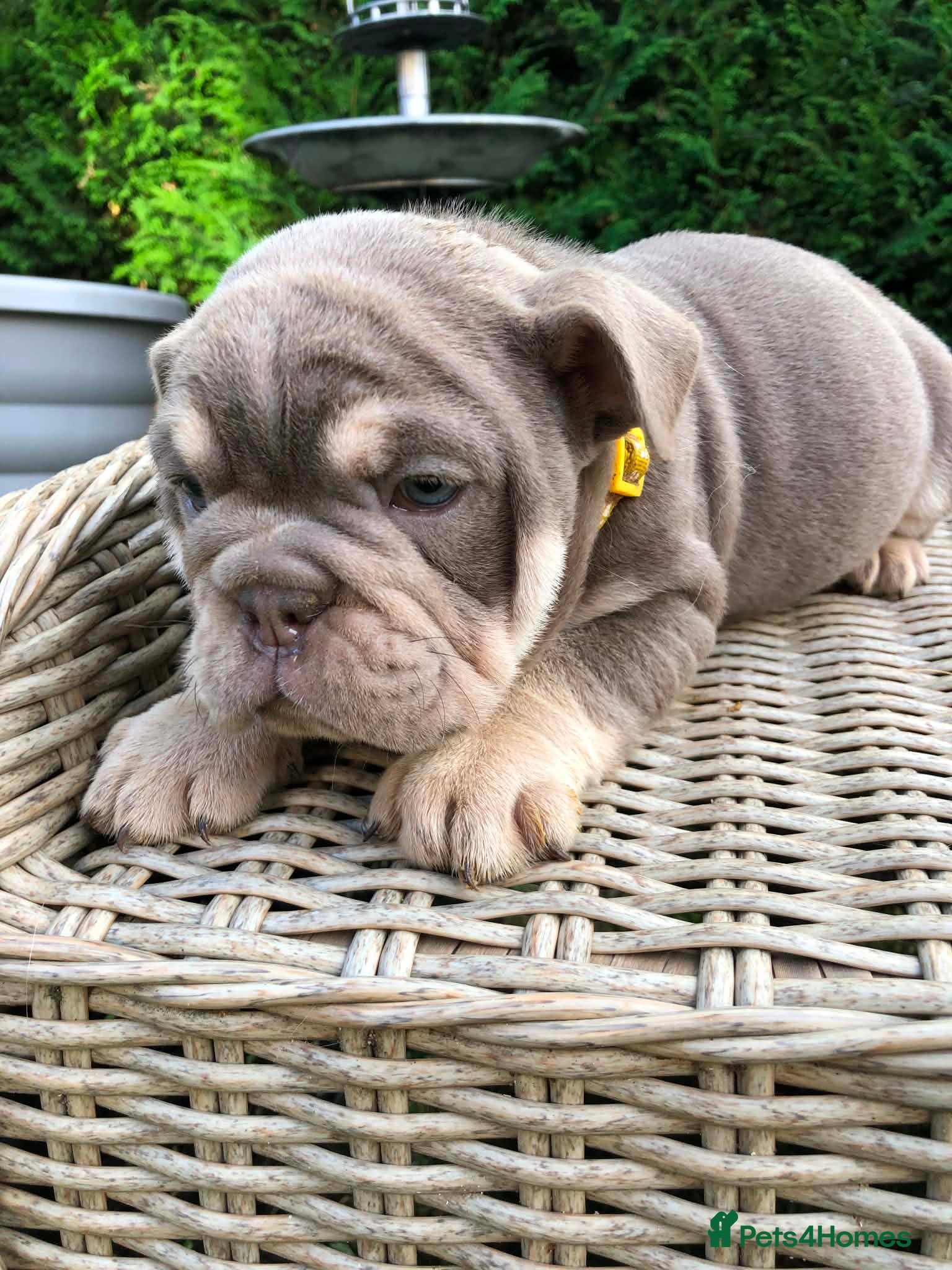 English Bulldog dogs for sale: English bulldog puppies in Doncaster - Advert 4