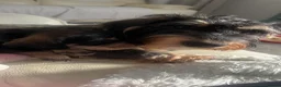 Dachshund dogs for sale: READY To LEAVE dachshund  k c wire haired puppy’s  - Advert 9