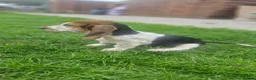 Basset Hound dogs for sale: Beautiful Basset Hounds Ready now - Advert 22