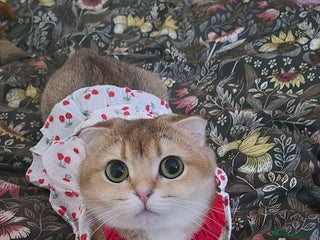 Scottish Fold cats - Advert 23