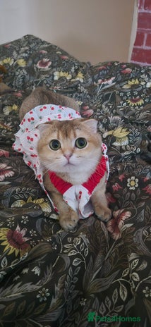 Scottish Fold cats - Advert 4
