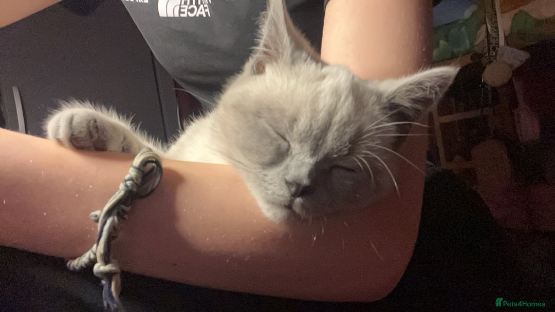 British Shorthair cats for sale: British Shorthair Kittens - Advert 1