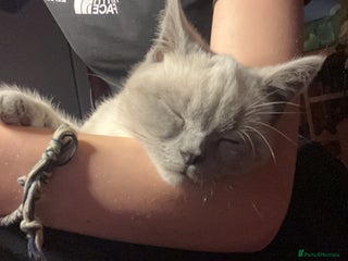 British Shorthair cats British Shorthair Kittens - Advert 2