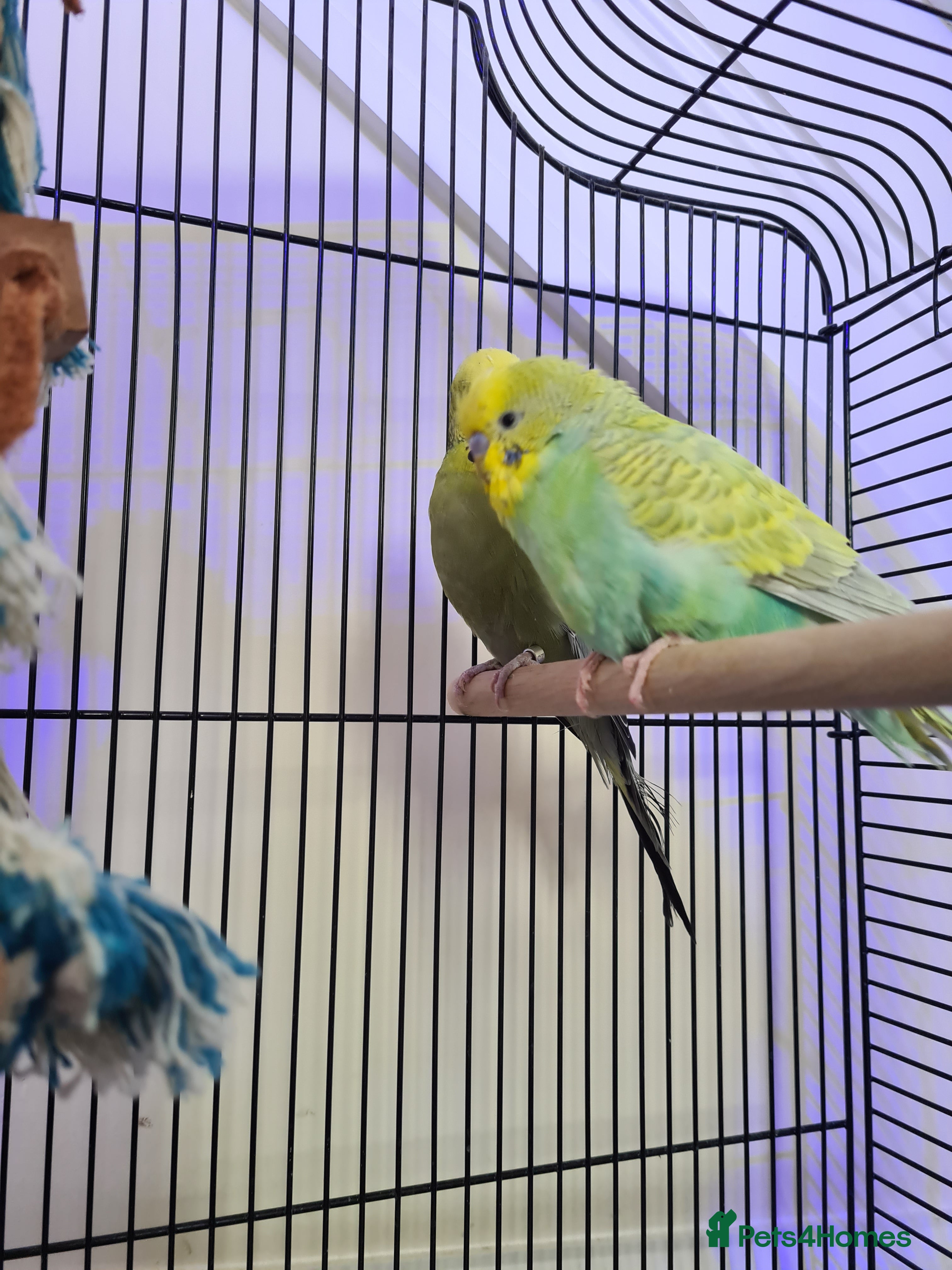 Budgerigars birds Pair of bonded budgies with cage - Advert 1