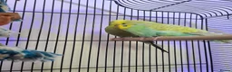 Budgerigars birds for sale: Pair of bonded budgies with cage - Advert 1