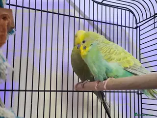 Budgerigars birds Pair of bonded budgies with cage - Advert 1