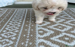 Poochon dogs for sale: F1 poochon puppies   - Image 11