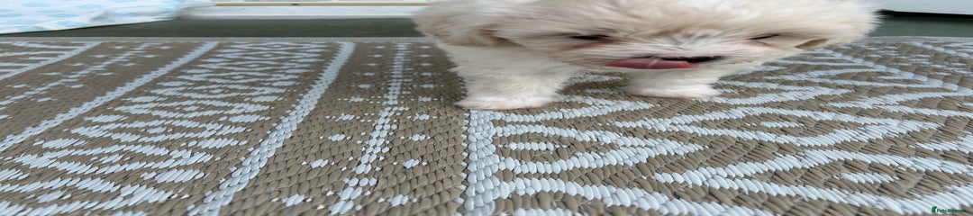 Poochon Puppy 2