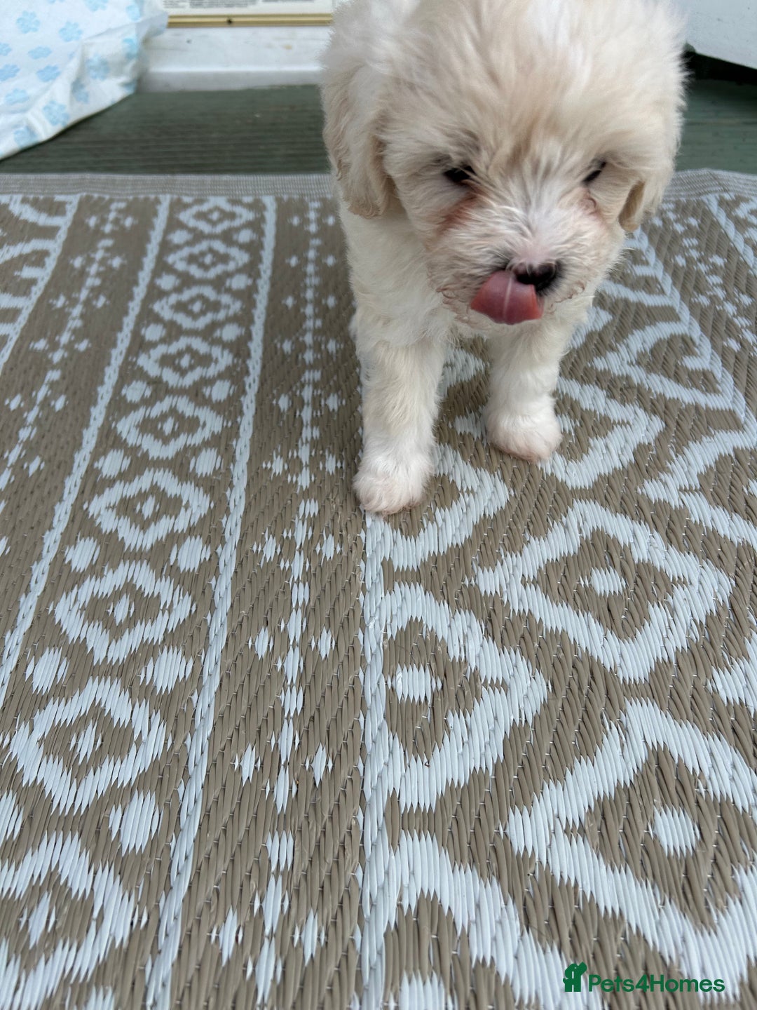 Poochon dogs for sale: F1 poochon puppies   - Image 11