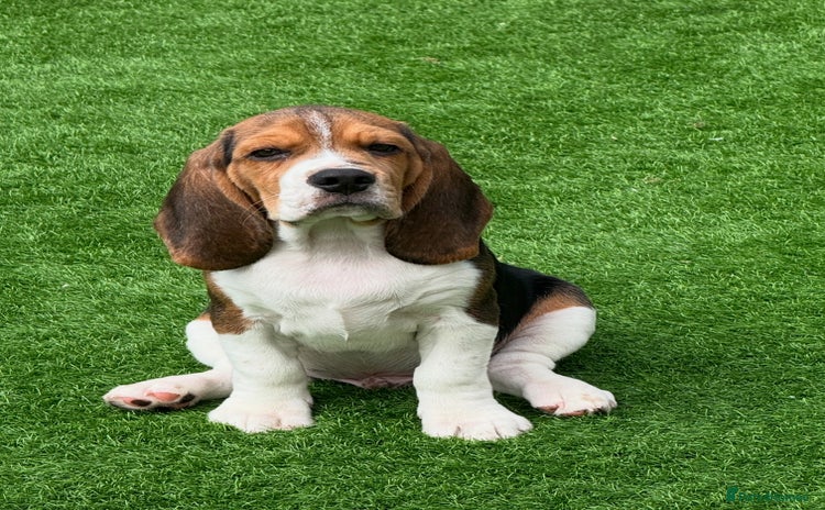 Beagle dogs - Advert 1