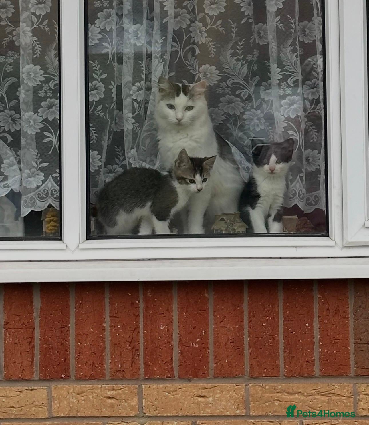 Ragdoll cats Ready now kitten- Ragdollmom/British shorthair dad - Advert 2