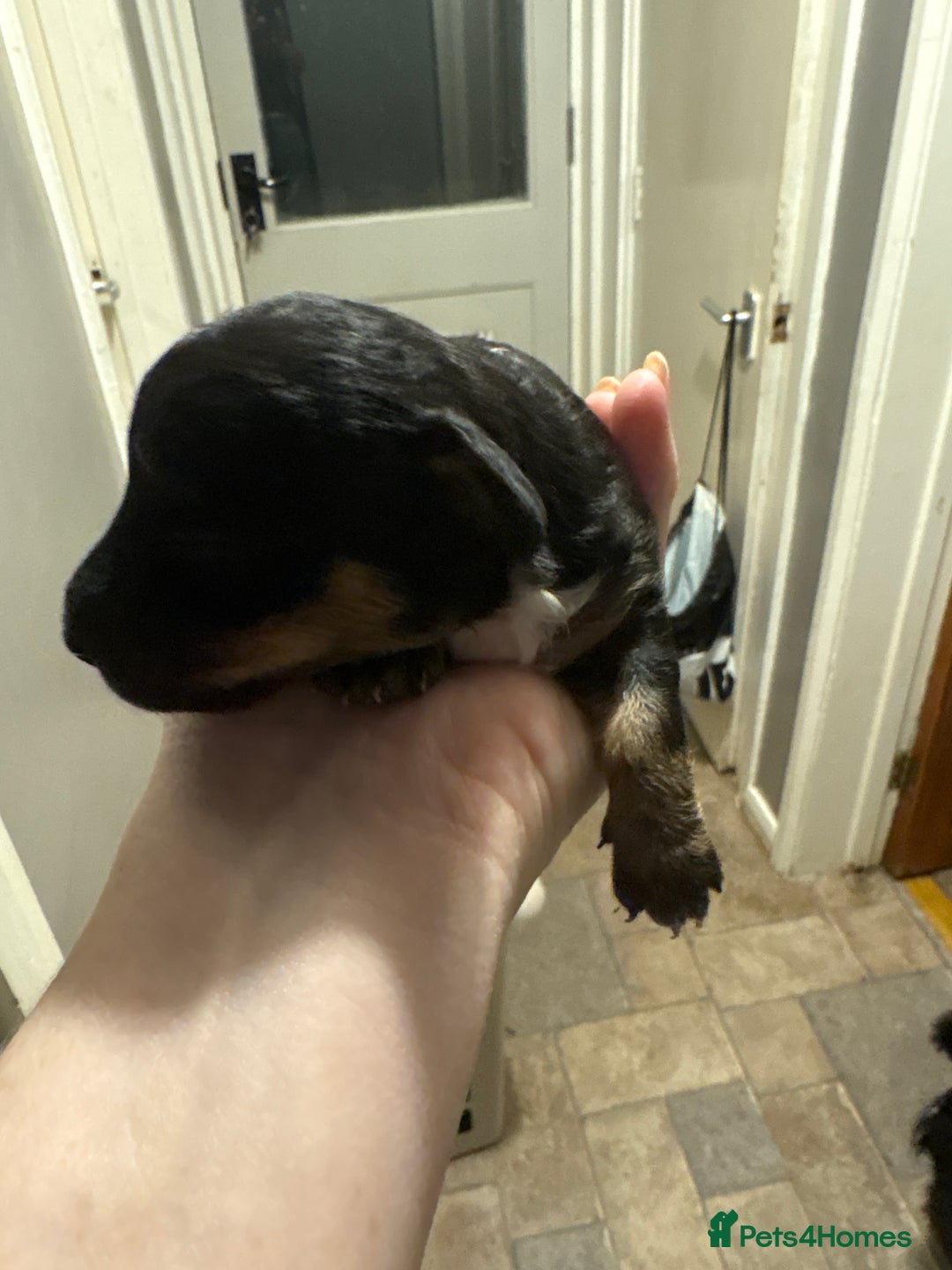 Mixed Breed dogs for sale: Doxiepoos for sale 3 x male 1 x bitch - Image 14