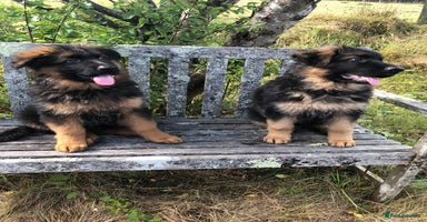 German Shepherd dogs - Advert 14