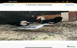 Ducks poultry for sale: Trio of Muscovy  - Image 3