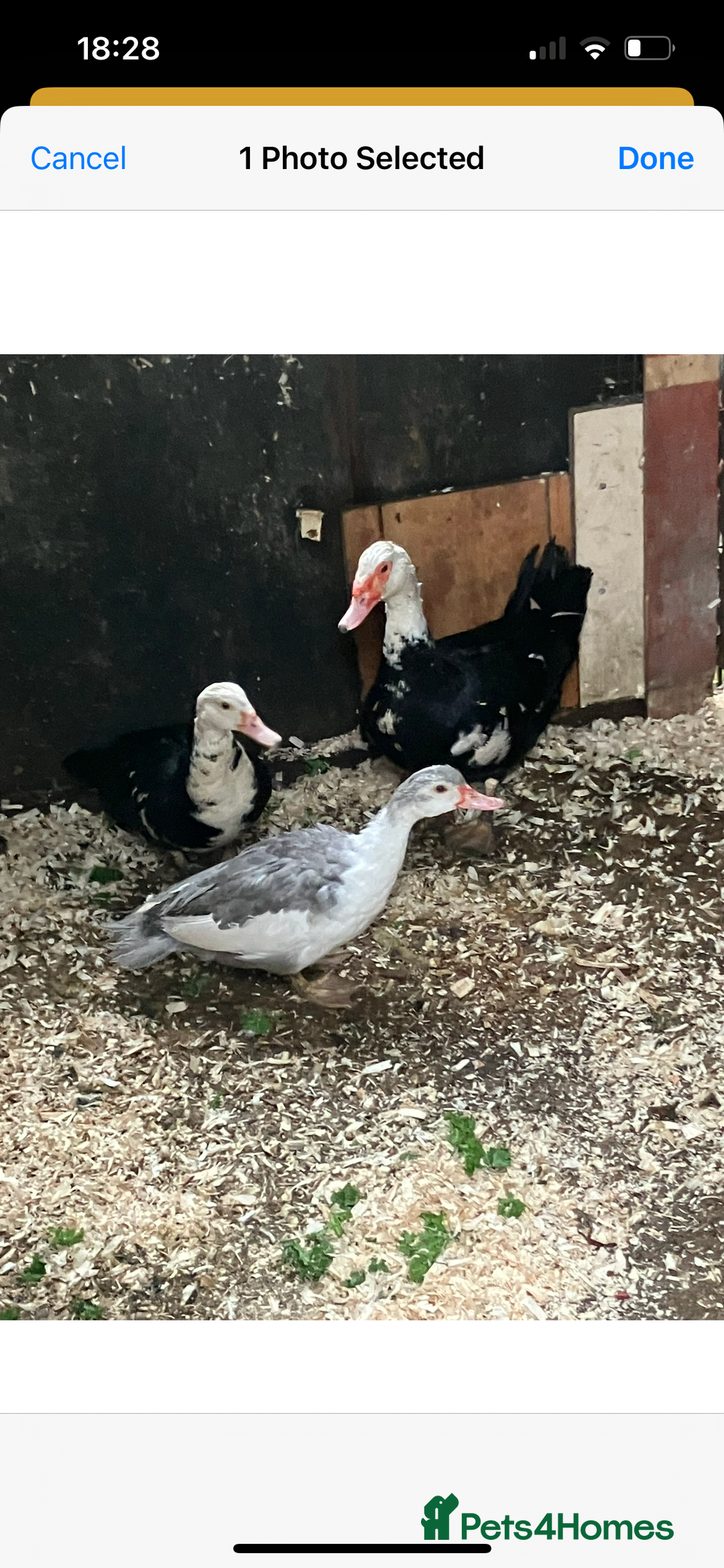 Ducks poultry for sale: Trio of Muscovy  - Image 3