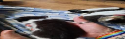 Domestic Shorthair cats for sale: Domestic shorthair  - Advert 14