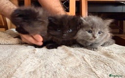 Ragdoll cats for sale: Adorable Ragdoll Kittens  - Image 16