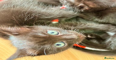 Ragdoll cats - Advert 2