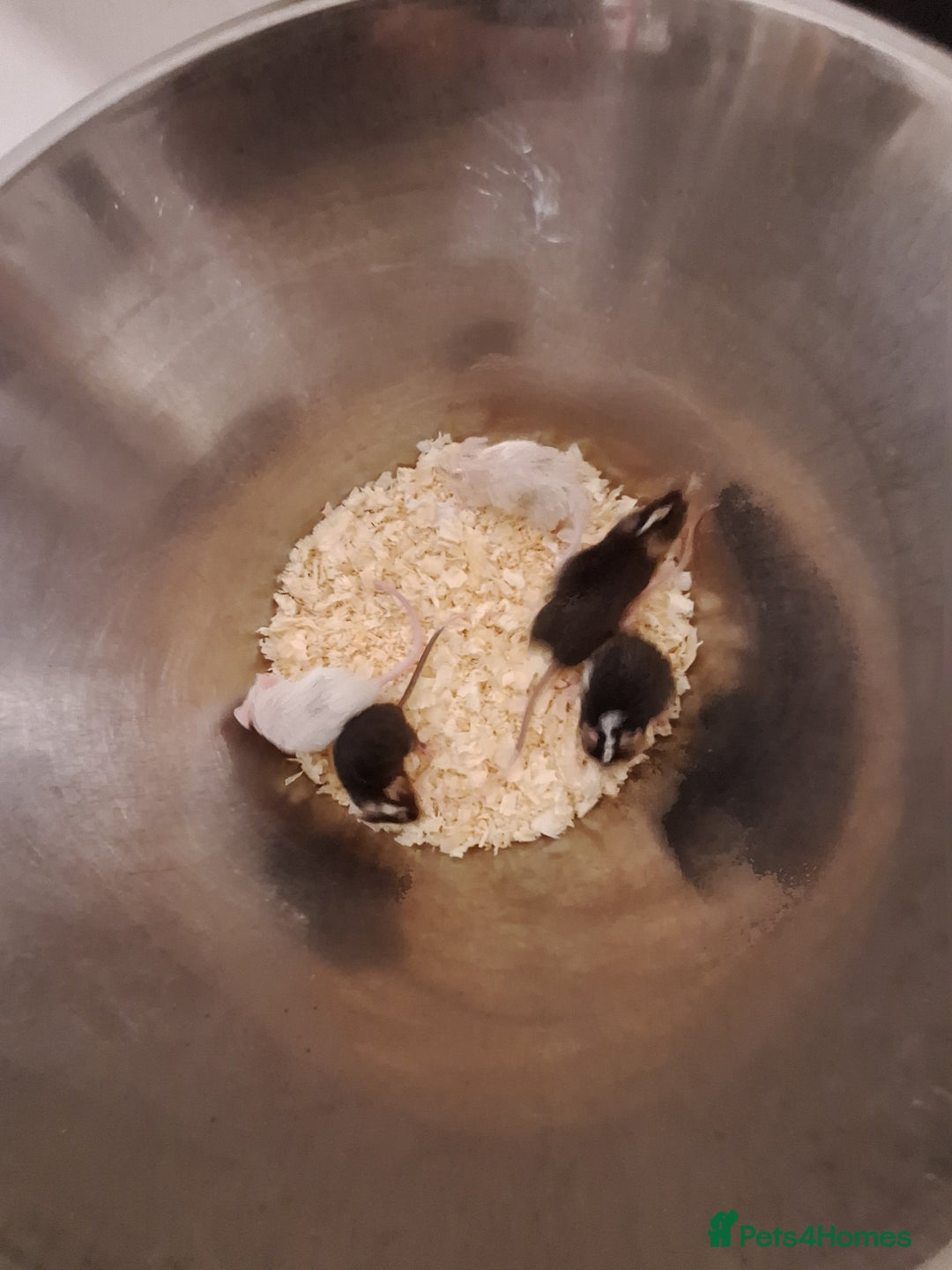 Mouse rodents for sale: Fancy pet mice for sale £8 each  - Image 1
