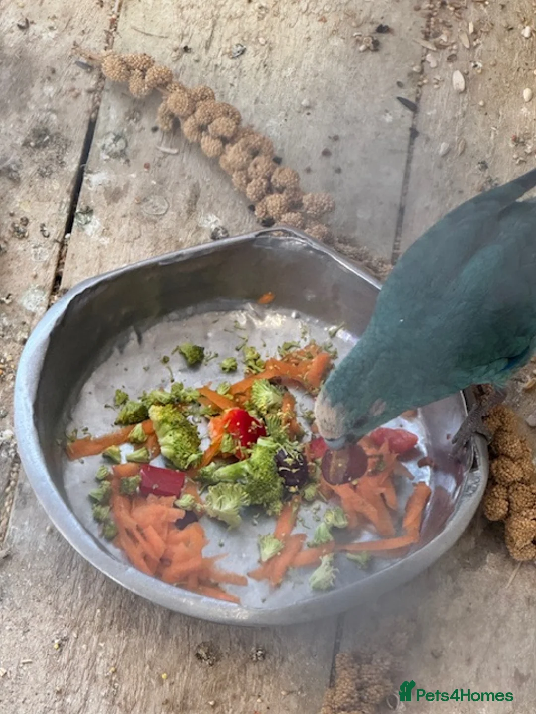 Parakeets birds for sale: KAKARIKIS, MALES AND FEMALES AVAILABLE, PIED ETC - Advert 6