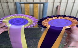 Japanese Shiba Inu dogs for stud: Champion bloodline health tested Japanse Shiba Inu - Image 3
