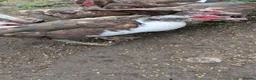 Ducks poultry for sale: 3 Muscovy Drakes - chocolate/pied markings in Bradford - Advert 8