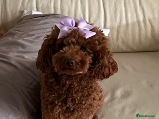 Toy Poodle dogs 3 adorable toy poodles. Multicoloured, check des. - Advert 6