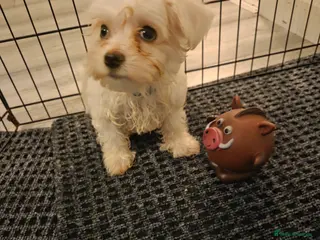 Maltese dogs Maltese Mini Puppies - Advert 12