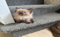 Ragdoll cats for sale: Beautiful Tica registered Ragdoll’s  - Image 18